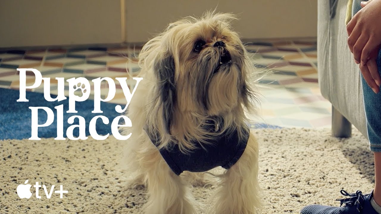 image 0 Puppy Place —bandit The Shih Tzu : Apple Tv+